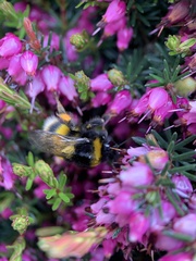 Bombus terrestris