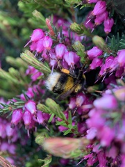 Bombus terrestris