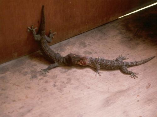 Tokay Gecko — seen at this dive site