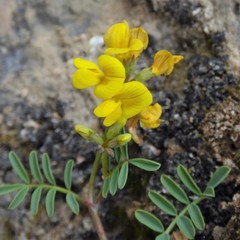Hippocrepis tavera-mendozae