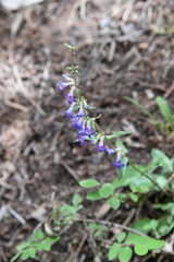 Penstemon humilis obtusifolius
