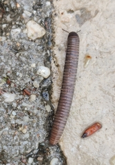 Acanthoiulus fuscipes