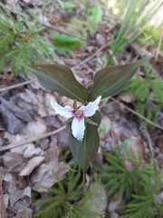 Trillium undulatum