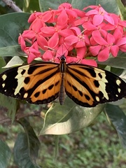 Ithomiini