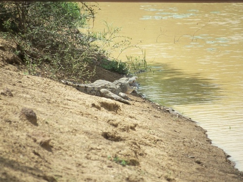 West African Crocodile