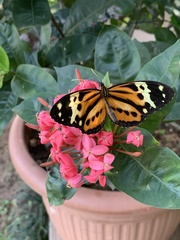 Ithomiini