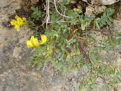 Hippocrepis tavera-mendozae