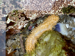 Eupentacta quinquesemita