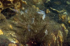 Cuthonella concinna