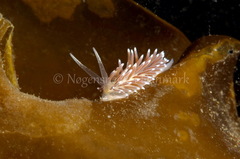 Cuthonella concinna