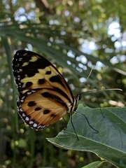 Ithomiini