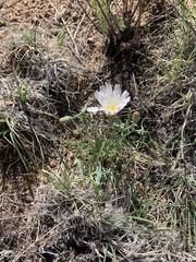 Calycoseris wrightii