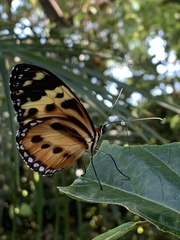 Ithomiini