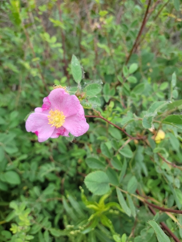iNaturalist observation photo of California Wild Rose