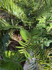 Zamia integrifolia