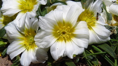 Calandrinia affinis