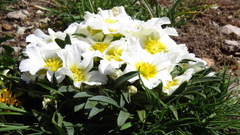 Calandrinia affinis