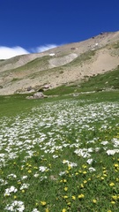 Calandrinia affinis