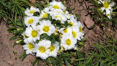 Calandrinia affinis