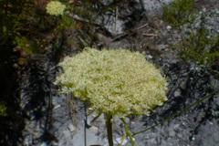 Hermas ciliata