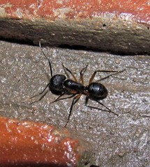 Camponotus renggeri