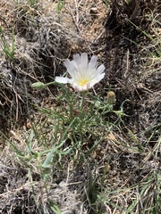 Calycoseris wrightii