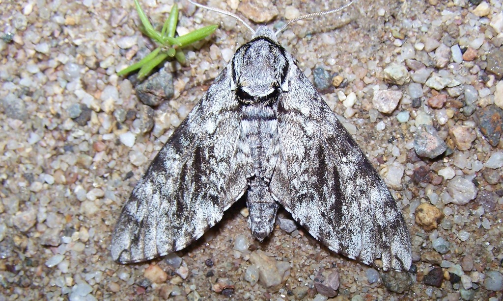 Sonoran Sphinx