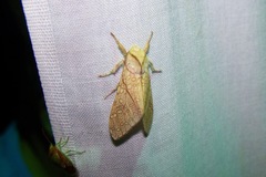 Lophocampa mixta