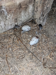 Cathartiformes