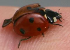 Coccinella septempunctata