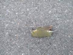 Setophaga caerulescens