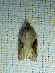 Acleris macdunnoughi