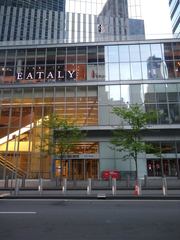 Setophaga caerulescens