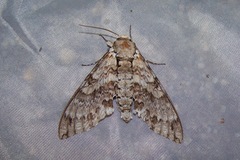 Manduca florestan
