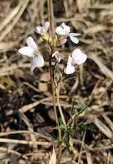 Cardamine trifida