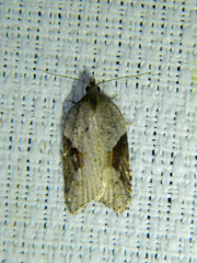 Acleris macdunnoughi