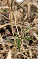 Cardamine trifida