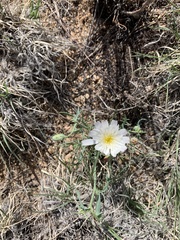 Calycoseris wrightii