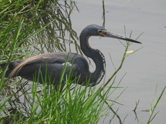 Egretta tricolor