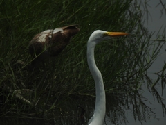 Ardea alba
