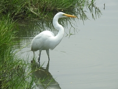 Ardea alba