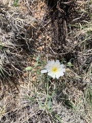 Calycoseris wrightii