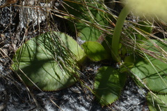 Hermas ciliata