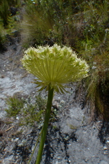 Hermas ciliata