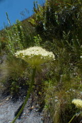 Hermas ciliata