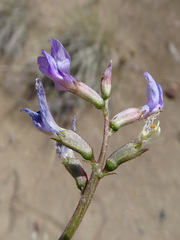 Astragalus conjunctus