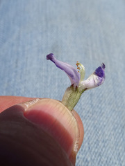 Astragalus conjunctus