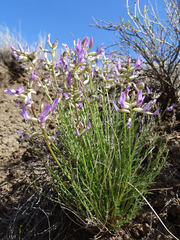 Astragalus conjunctus