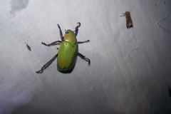 Chrysina beyeri