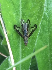Dorycera grandis